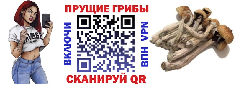 Псилоцибиновые грибы Psilocybine cubensis  Сясьстрой 